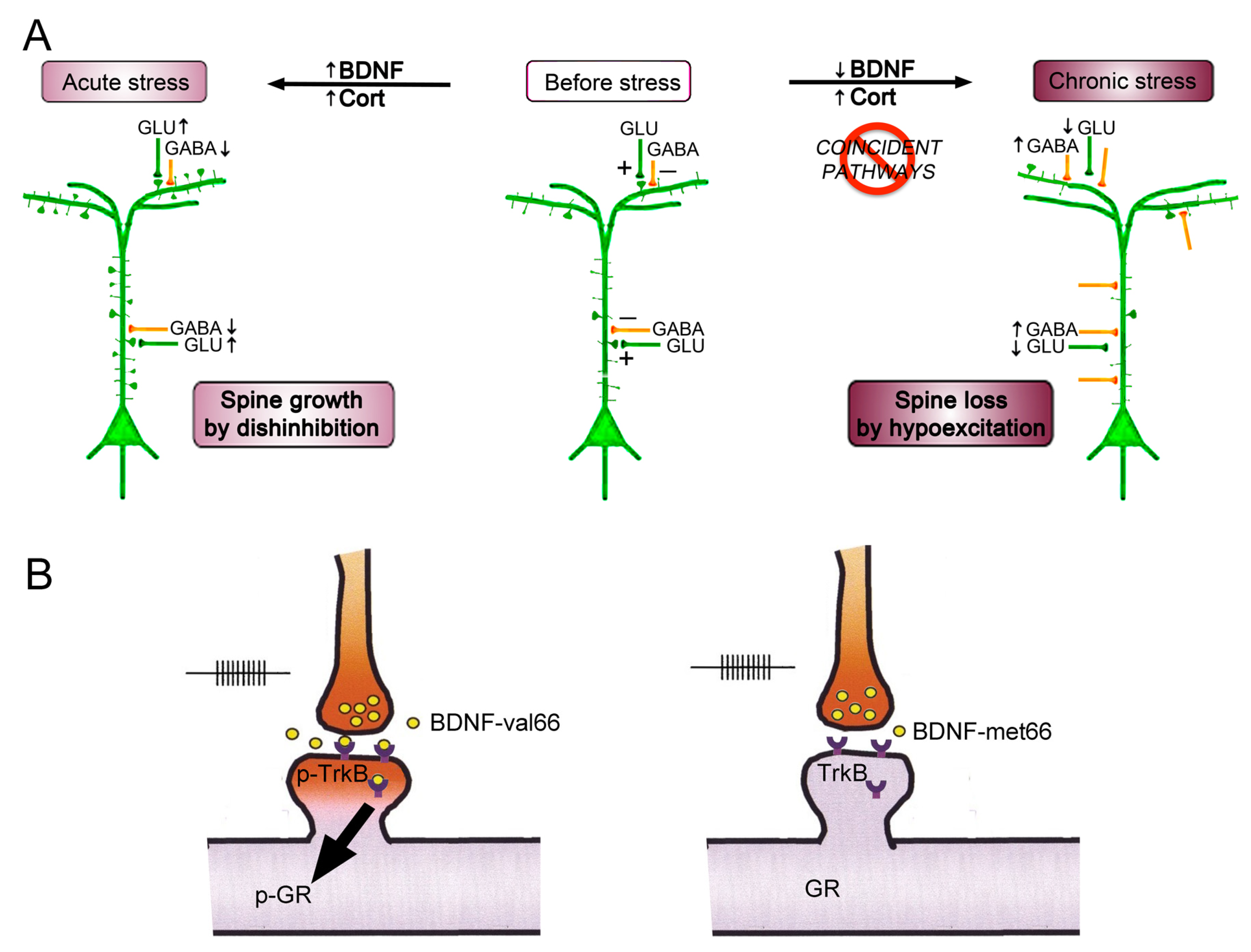 Receptors 05 00024 g004 Receptors 05 00024 g004