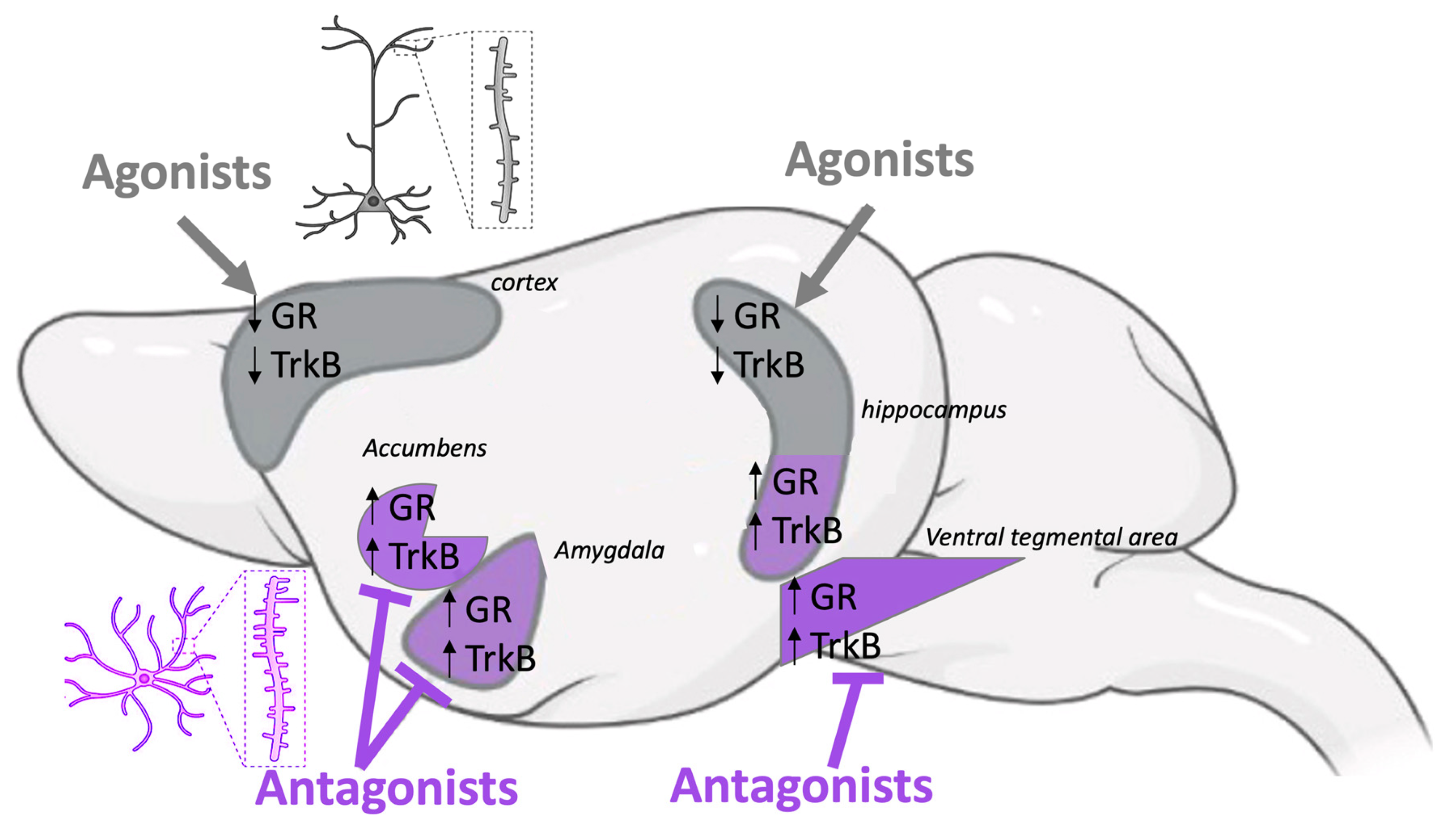 Receptors 05 00024 g005 Receptors 05 00024 g005