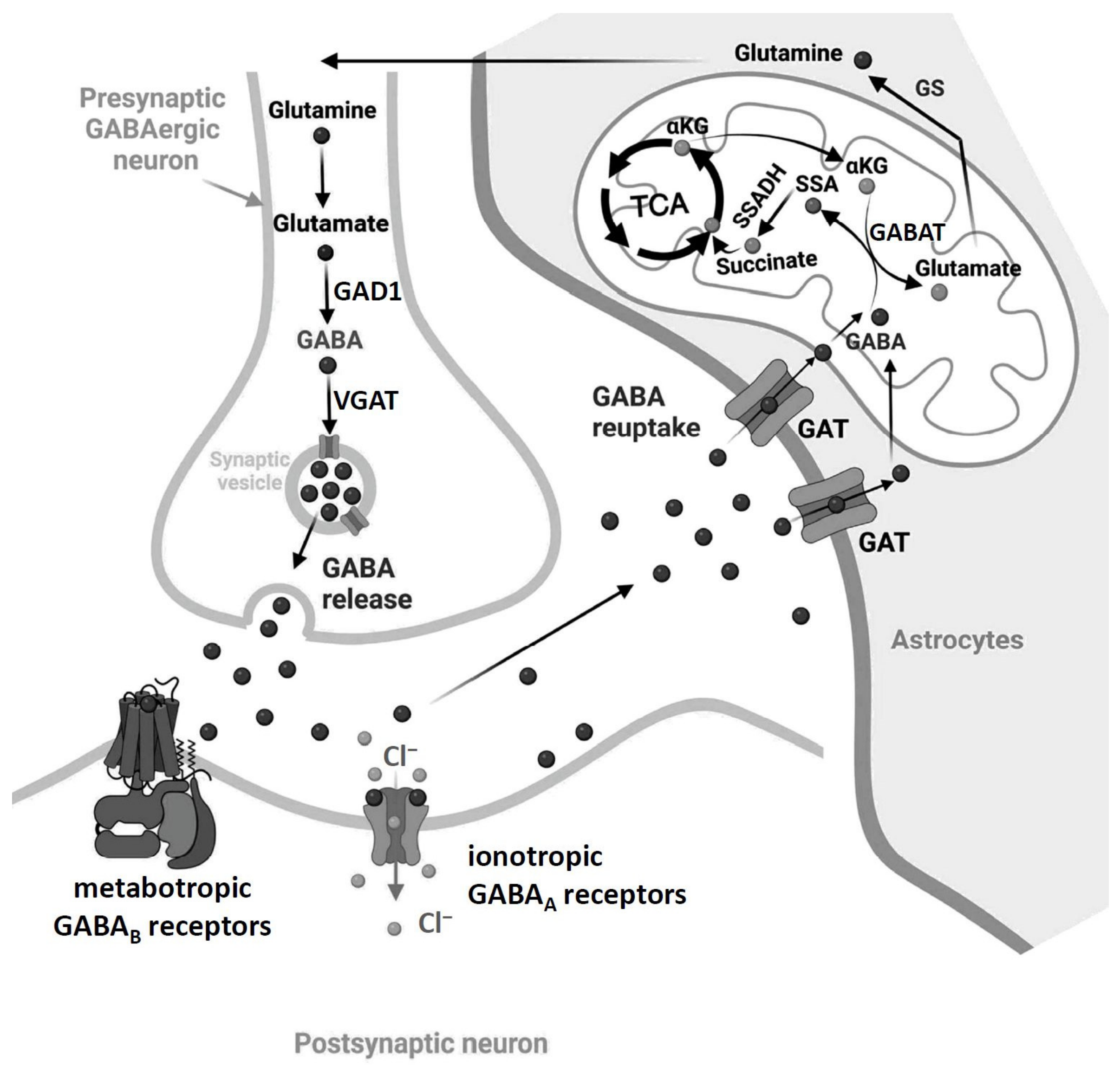 Receptors 05 00029 g001 Receptors 05 00029 g001