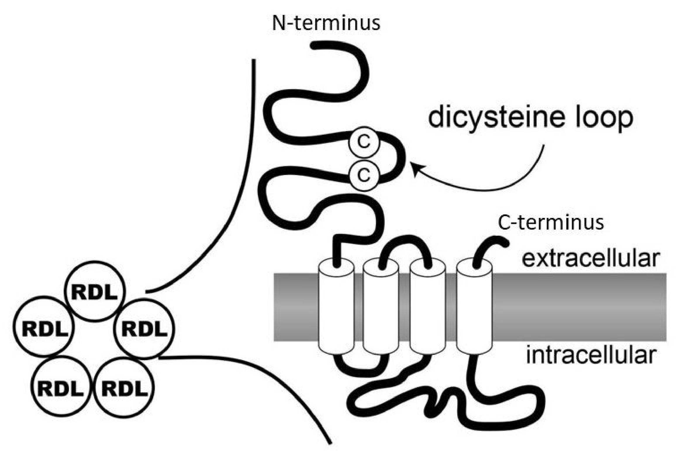 Receptors 05 00029 g003 Receptors 05 00029 g003