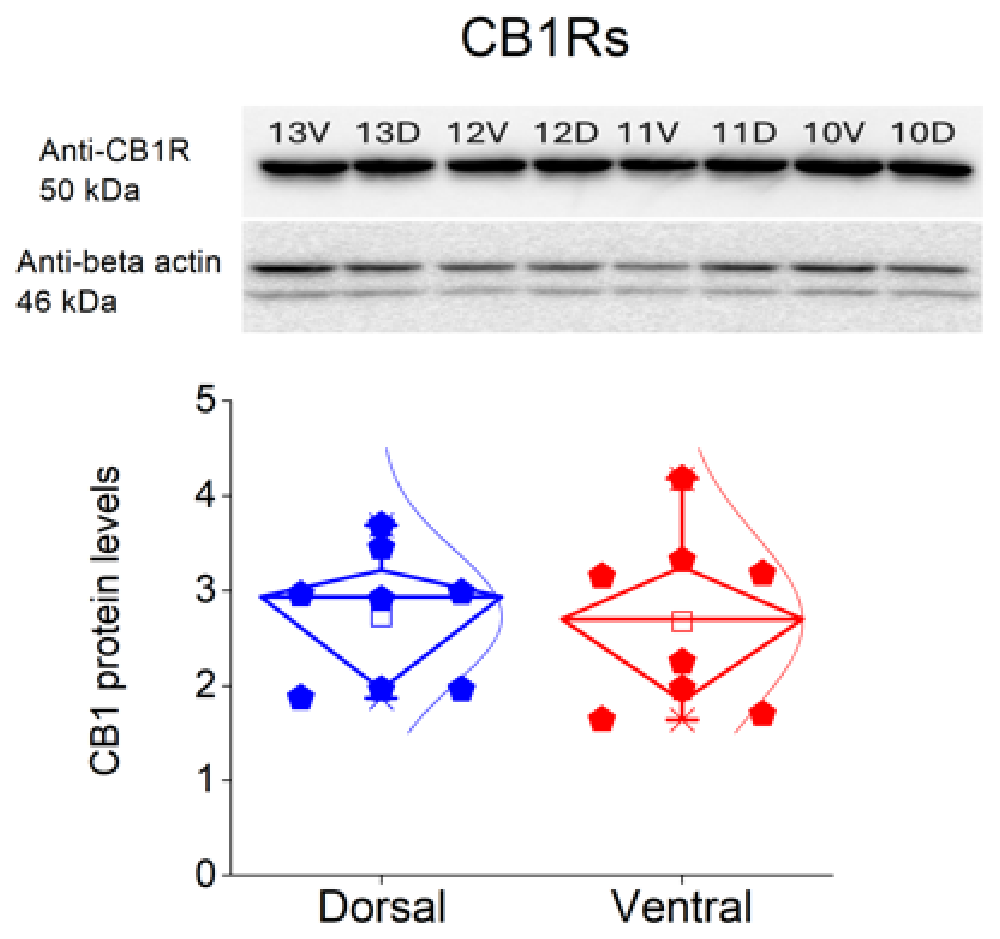 Receptors 05 00030 g010 Receptors 05 00030 g010