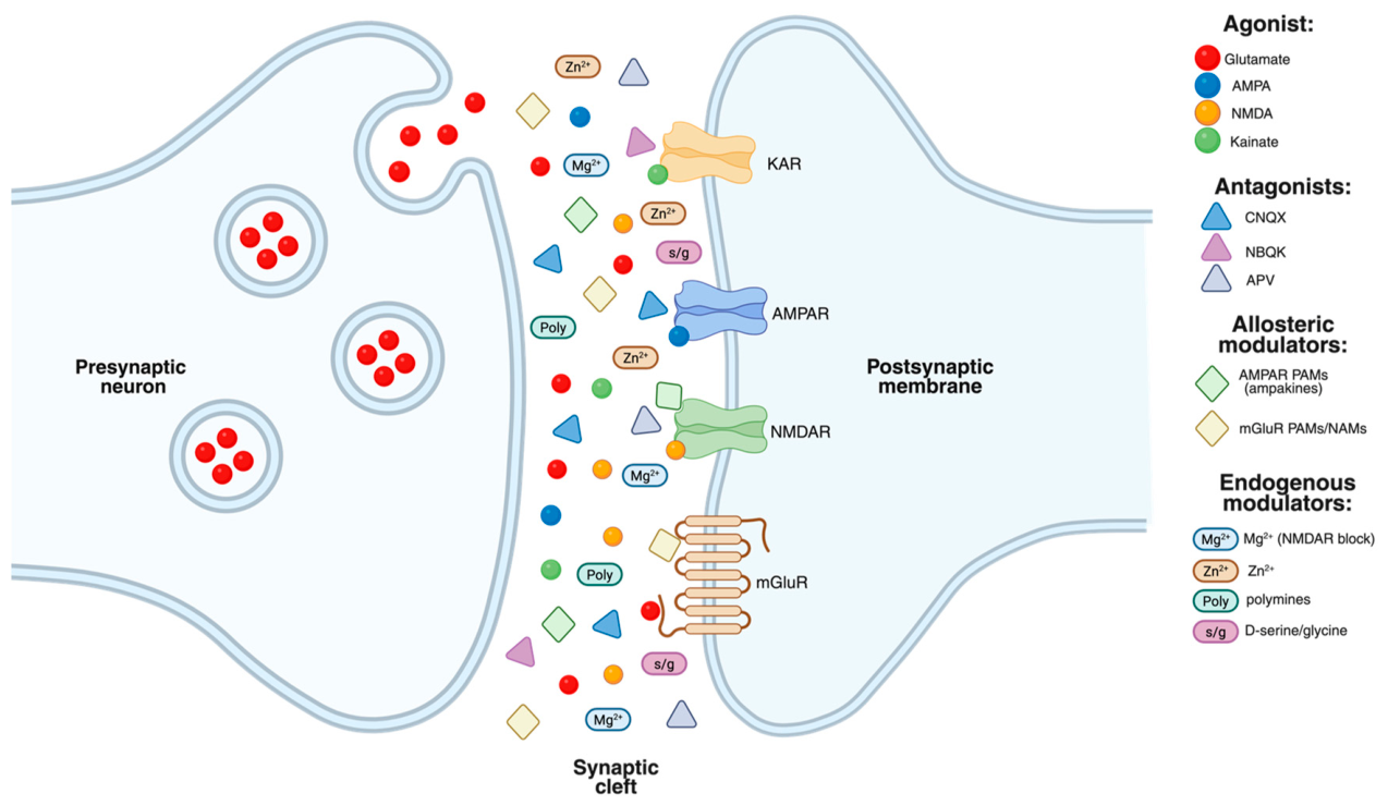 Receptors 05 00031 g002 Receptors 05 00031 g002