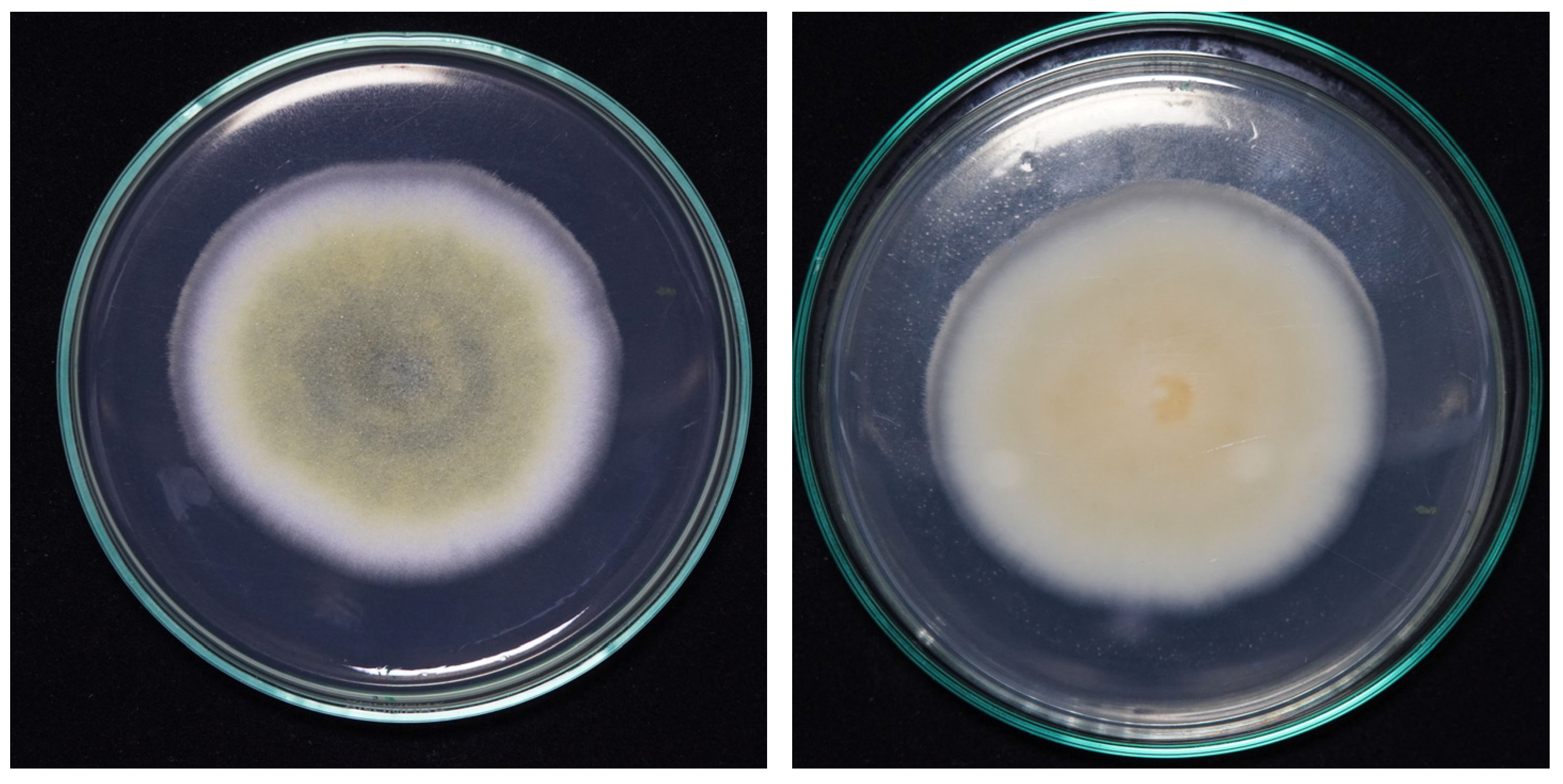 Recycling 10 00166 g005