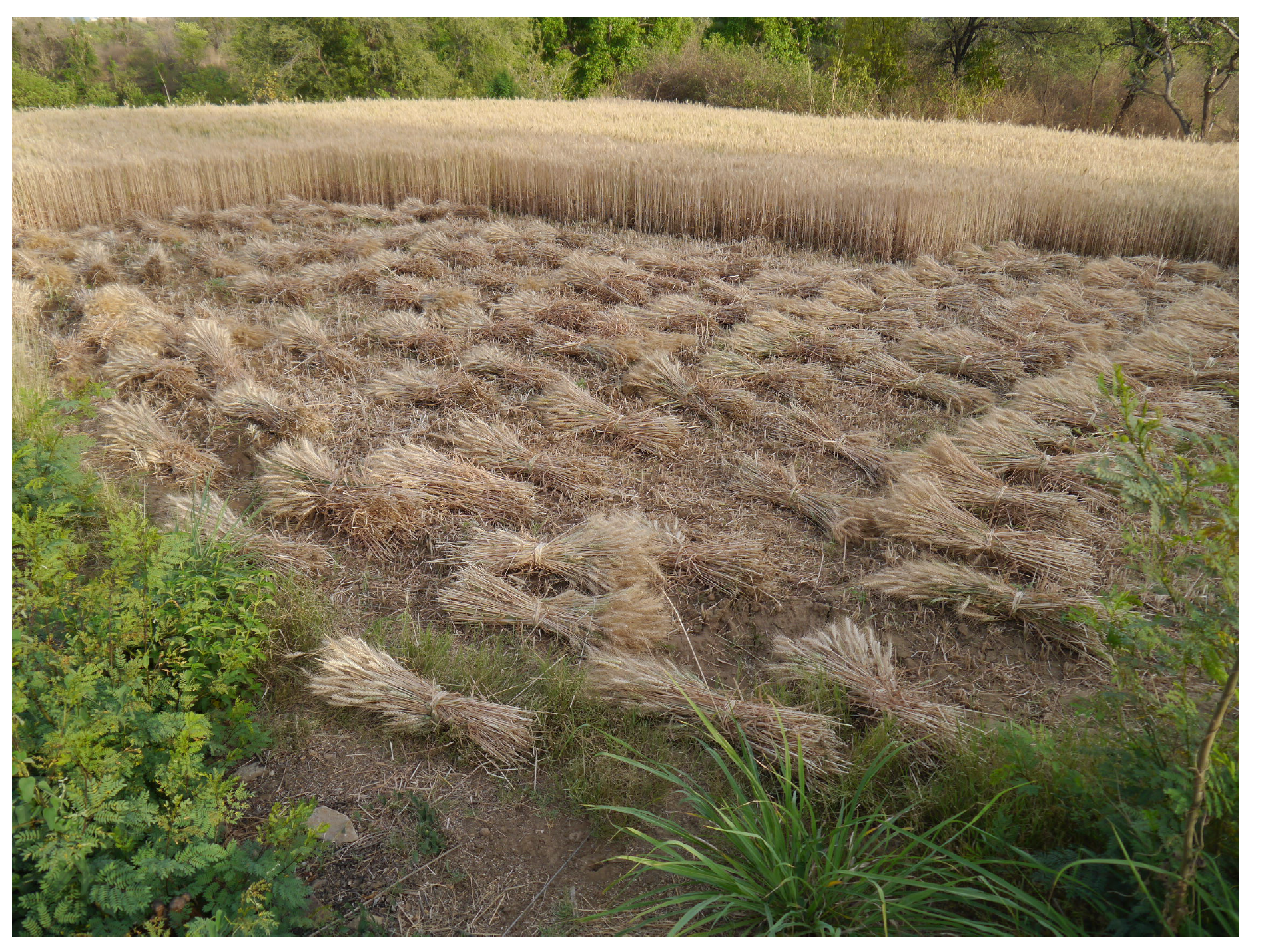 Religions 13 00254 g002