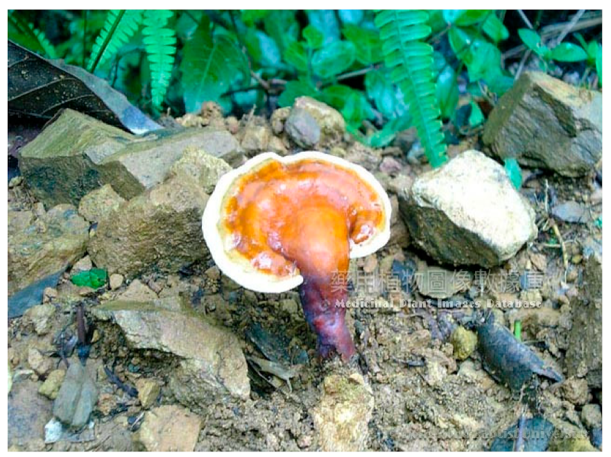 Religions 16 00634 i002