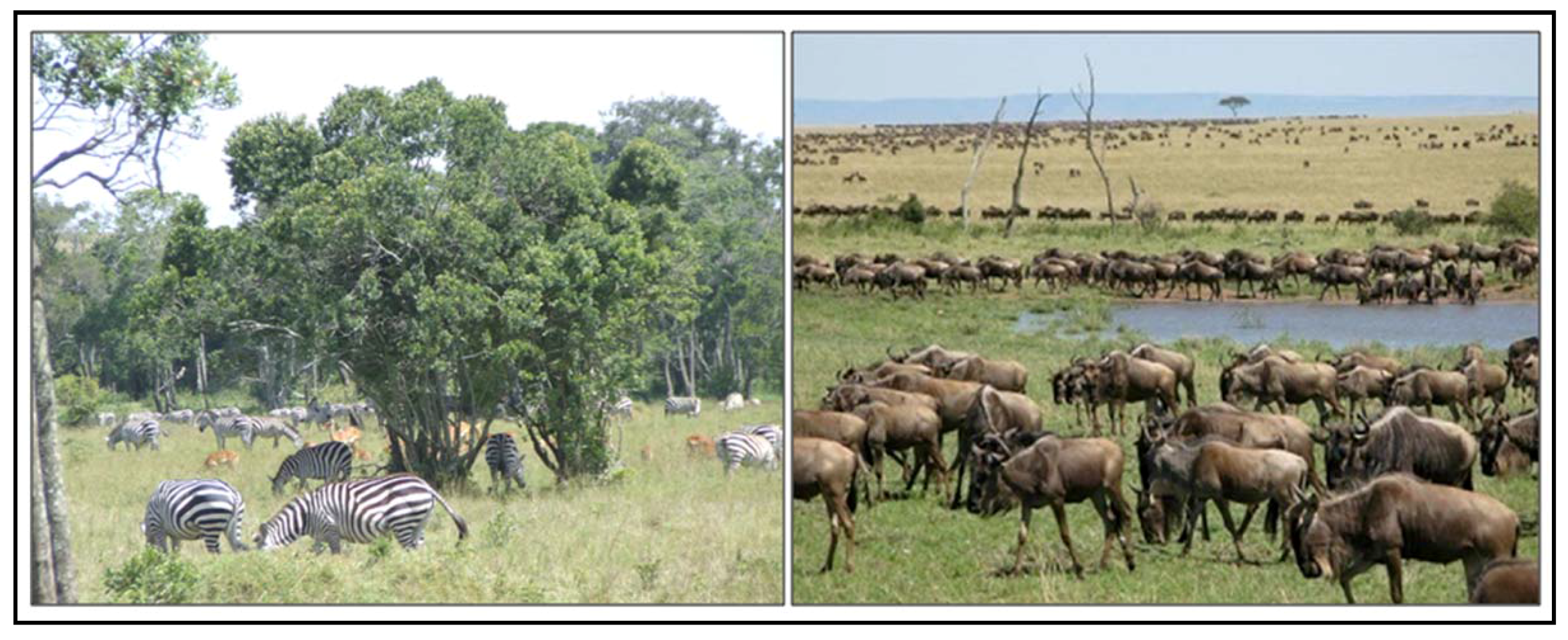 Remotesensing 01 00952 g005