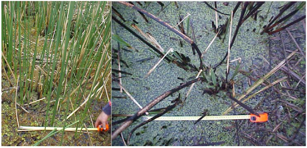 Remotesensing 01 00992 g003 1024