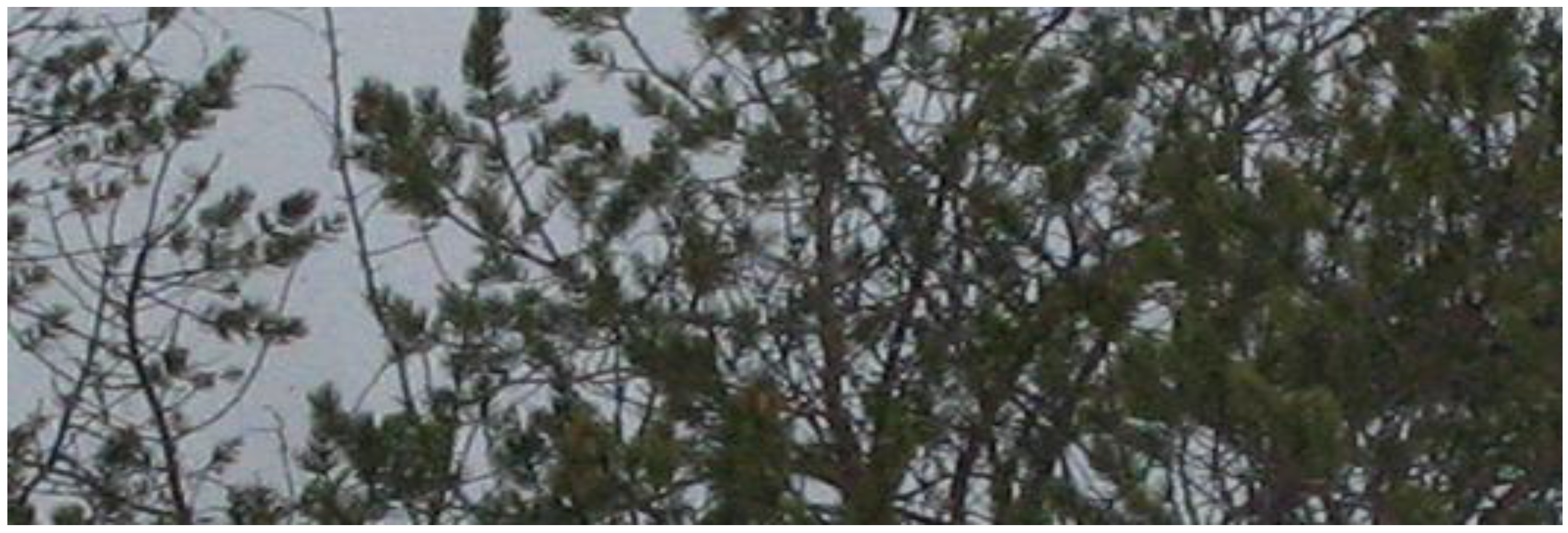 Remotesensing 01 01380 g005