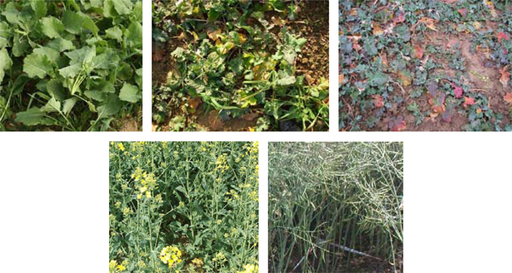 Remotesensing 04 00247f5