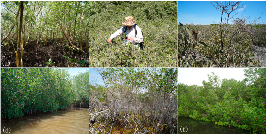 Remotesensing 06 11673 g001 1024