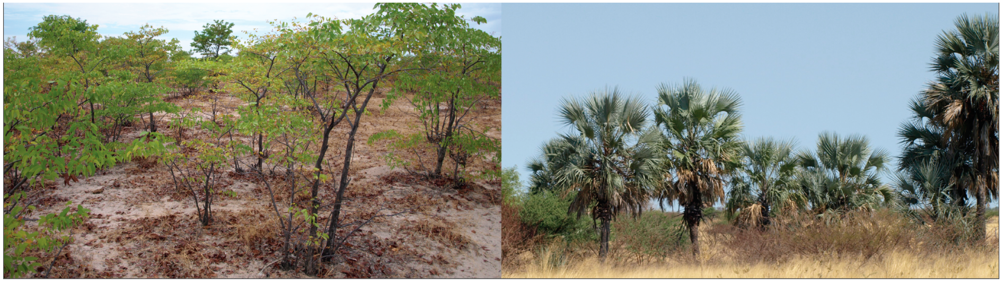 Remotesensing 07 04834 g003