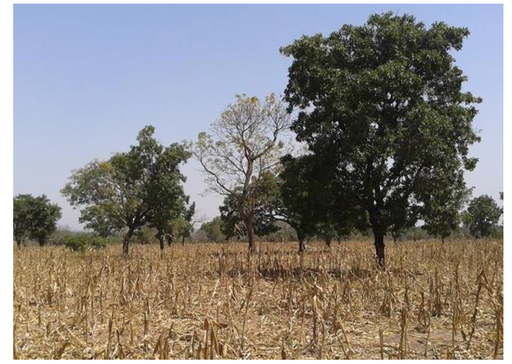 Remotesensing 07 12076 g006 1024