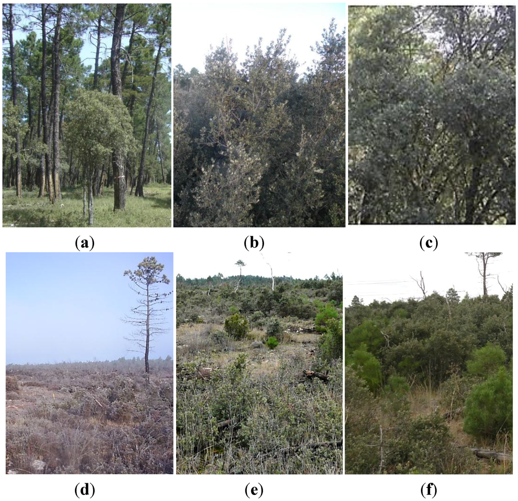 Remotesensing 07 14899 g001 1024