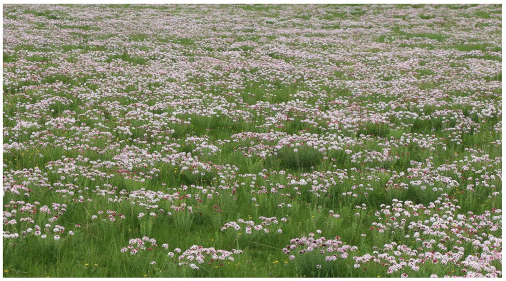 Remotesensing 08 00148 g005 1024