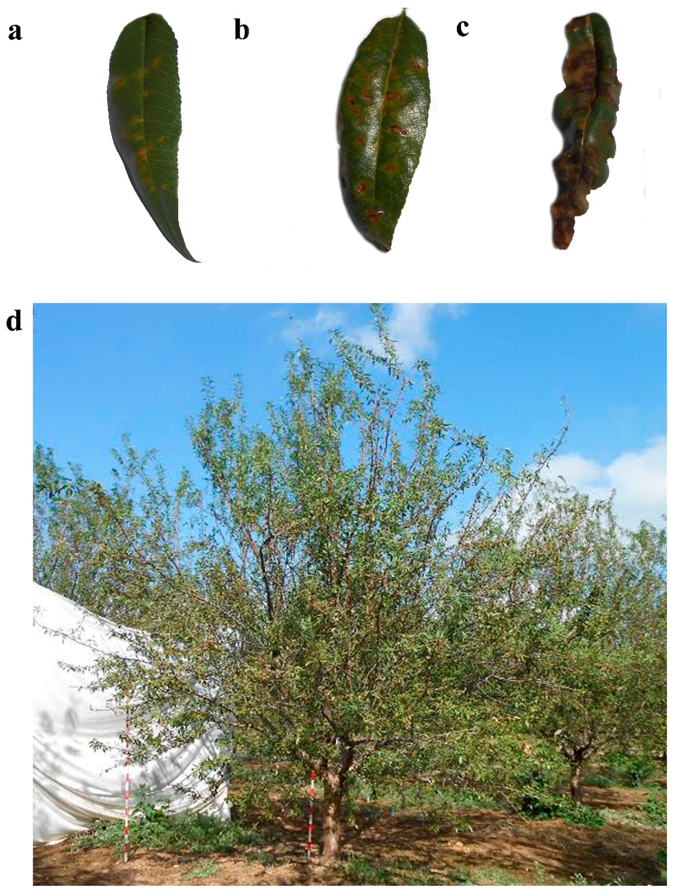 Remotesensing 08 00276 g001