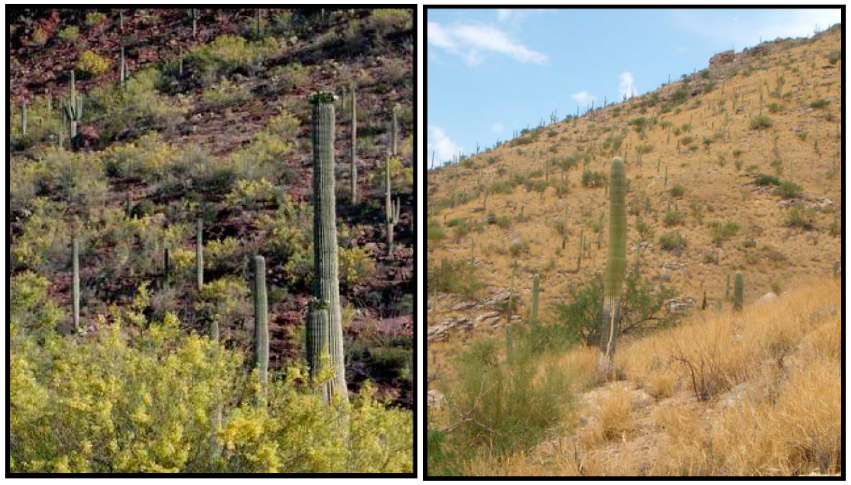 Remotesensing 08 00524 g001