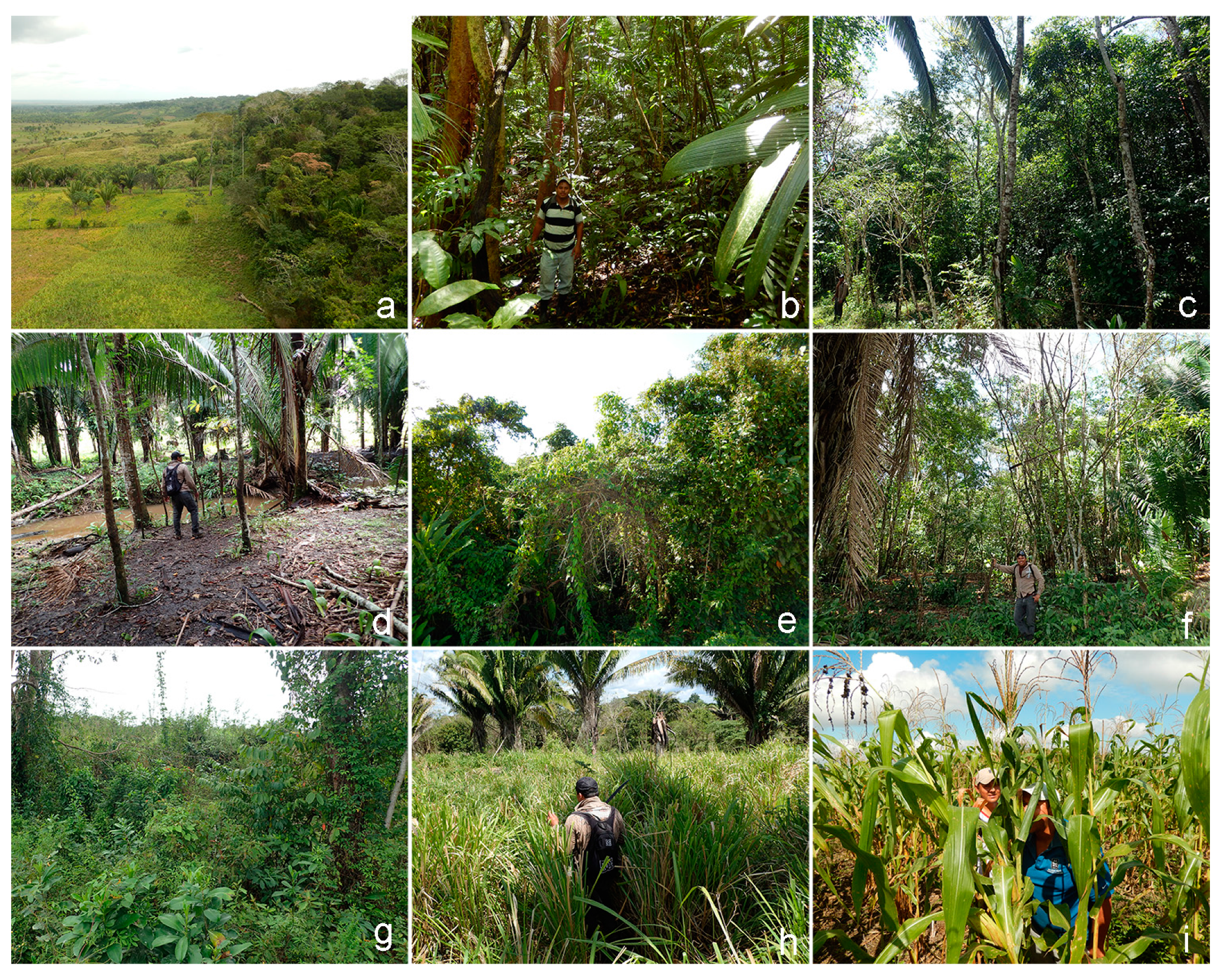 Remotesensing 09 00563 g008