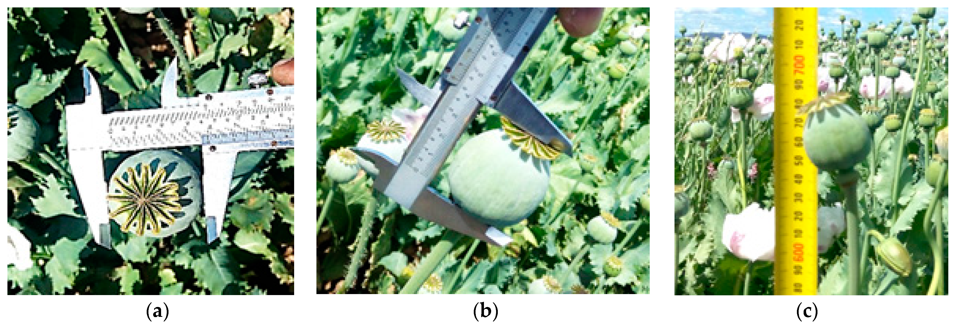 Remotesensing 09 00647 g003