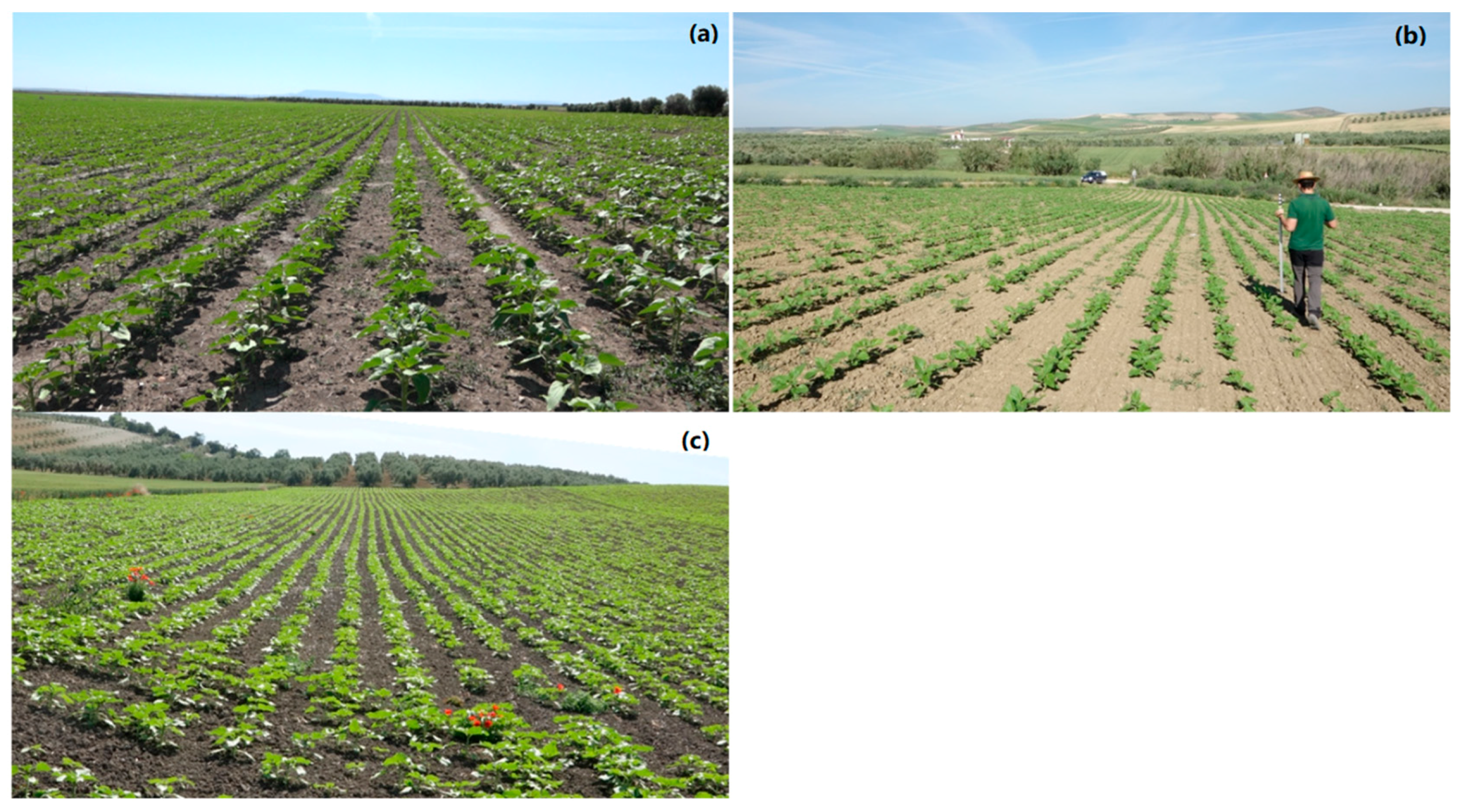 Remotesensing 10 00285 g001