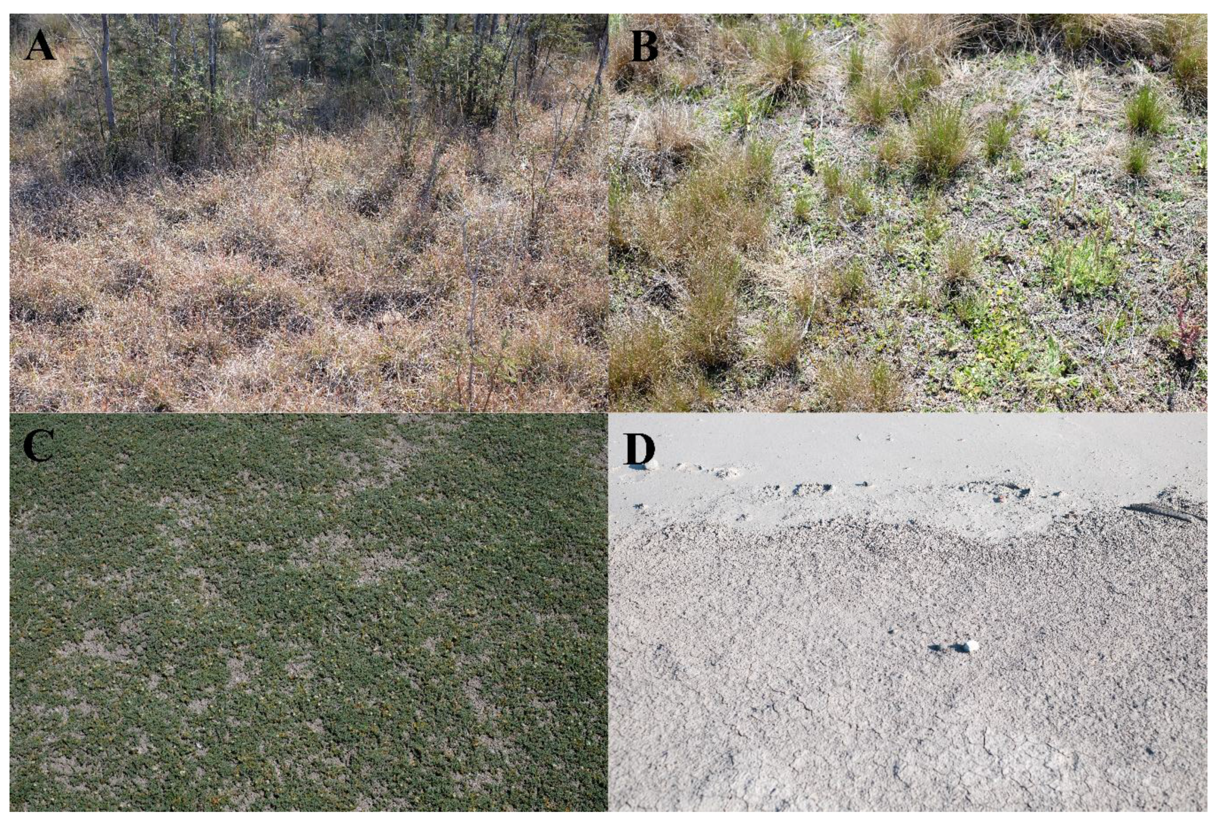 Remotesensing 10 00308 g001