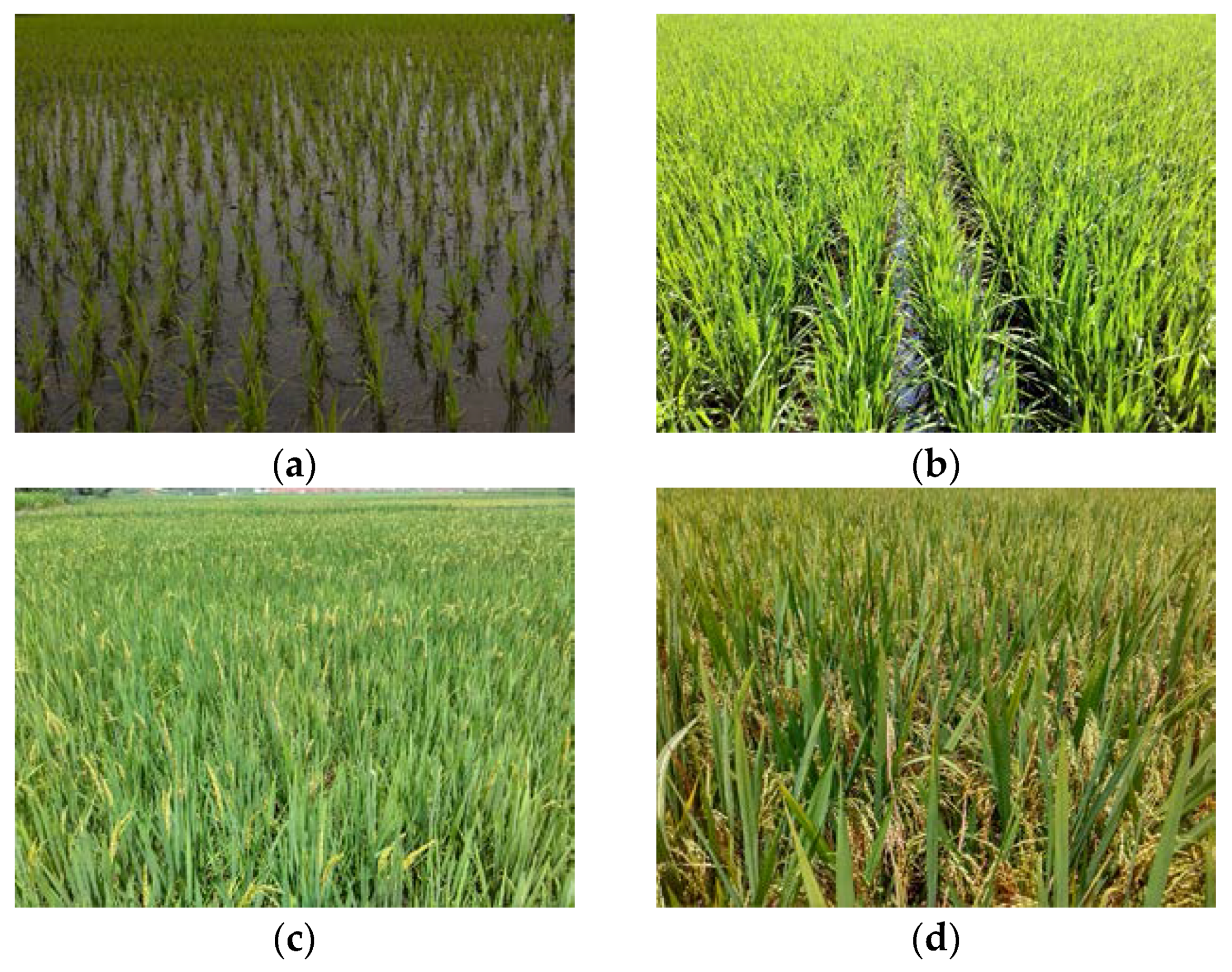 Remotesensing 10 00340 g002