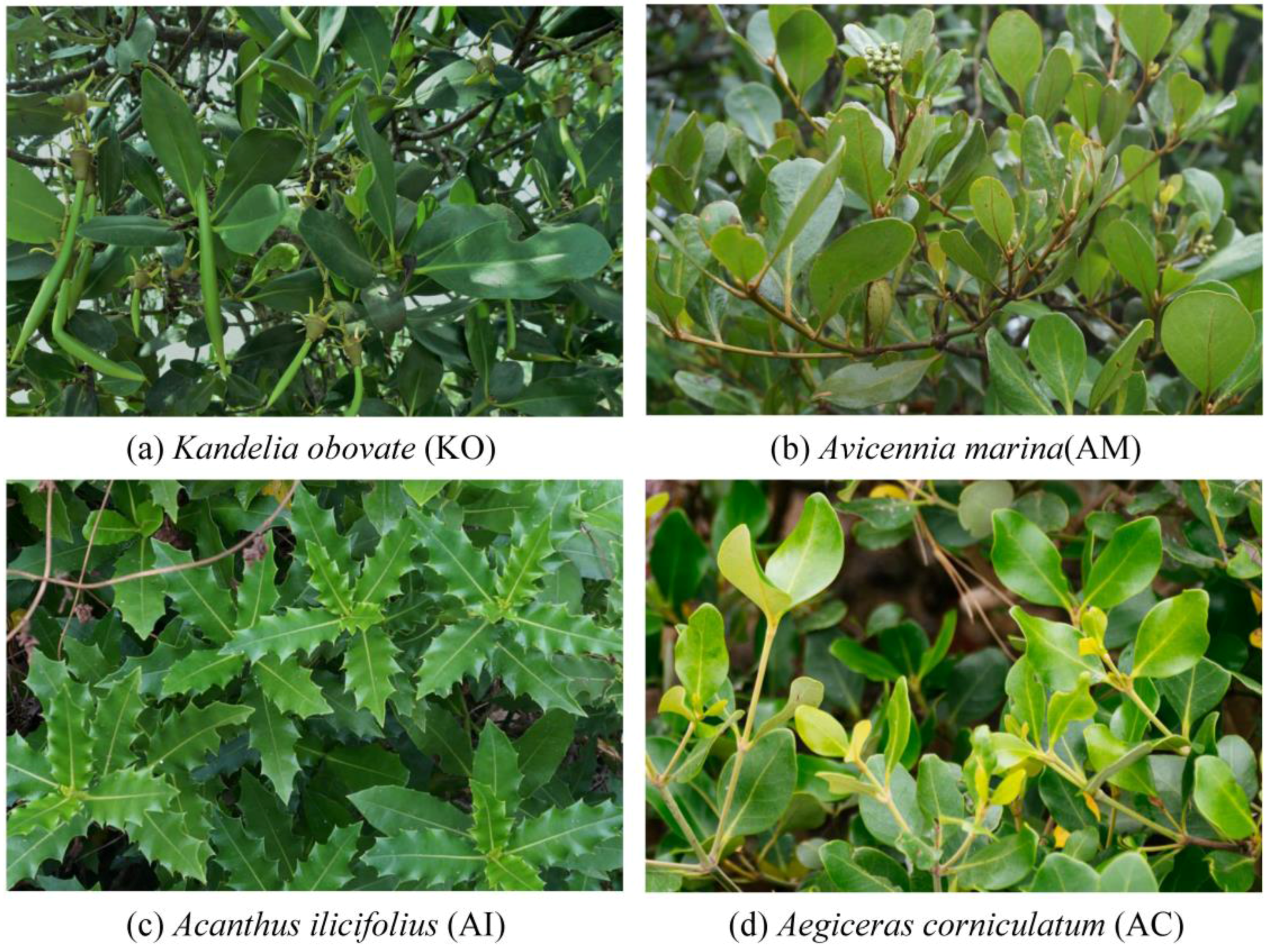 Remotesensing 10 00467 g002