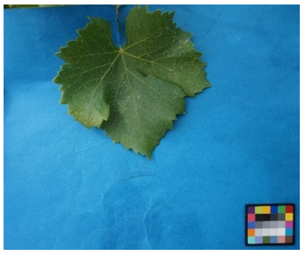 Remotesensing 10 00618 g005