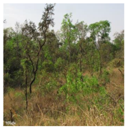 Remotesensing 10 00808 i003