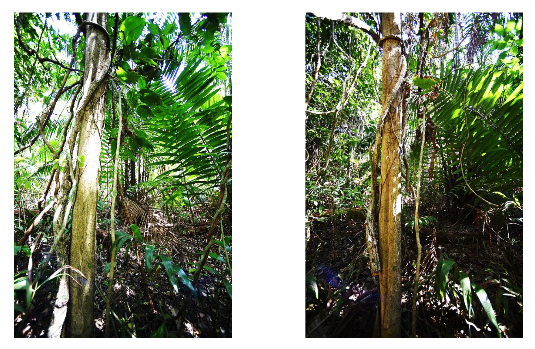 Remotesensing 10 00810 g002