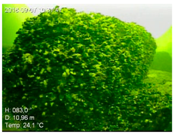 Remotesensing 10 01983 i008 Remotesensing 10 01983 i008