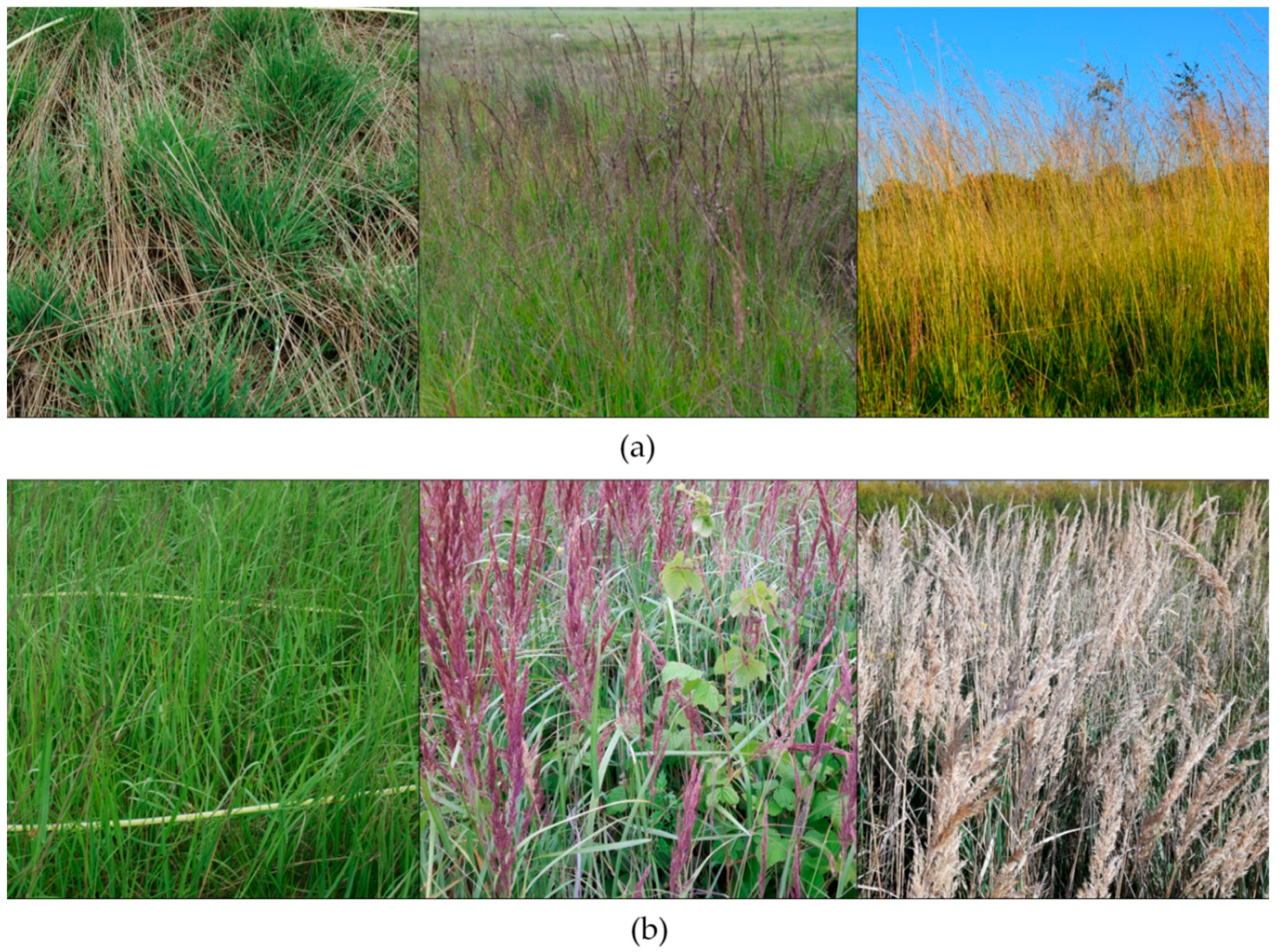 Remotesensing 10 02019 g002