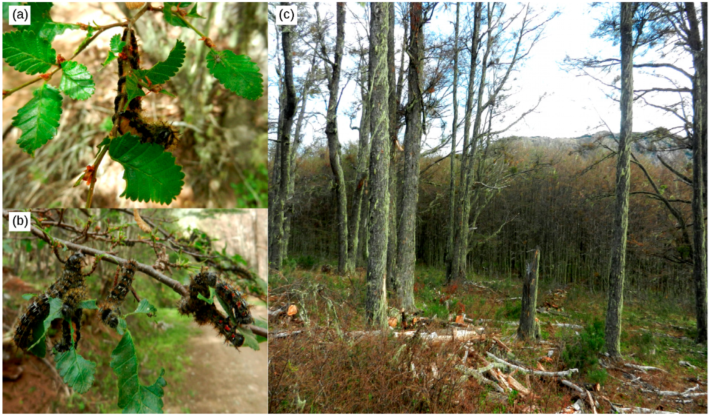 Remotesensing 11 00204 g001