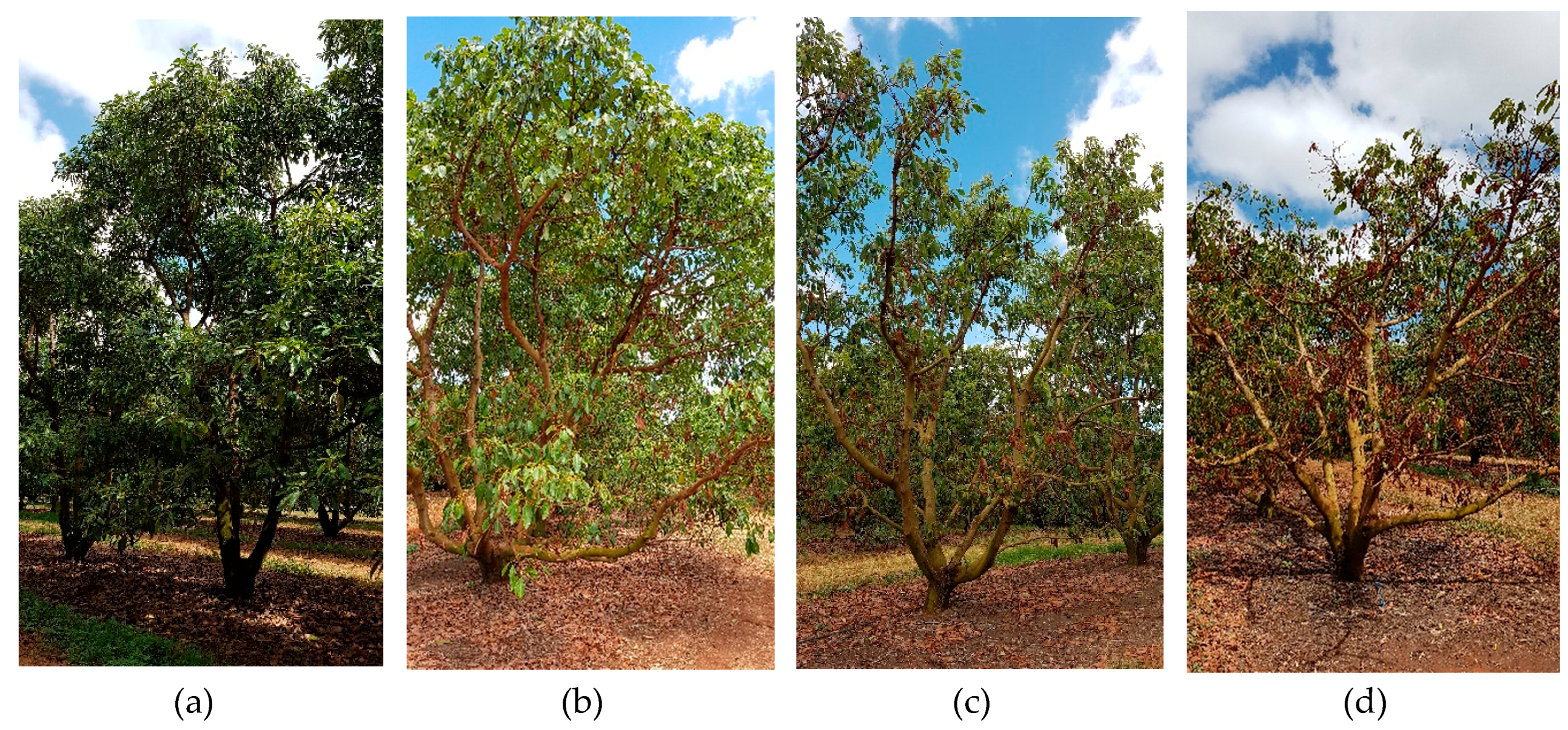 Remotesensing 11 00269 g002