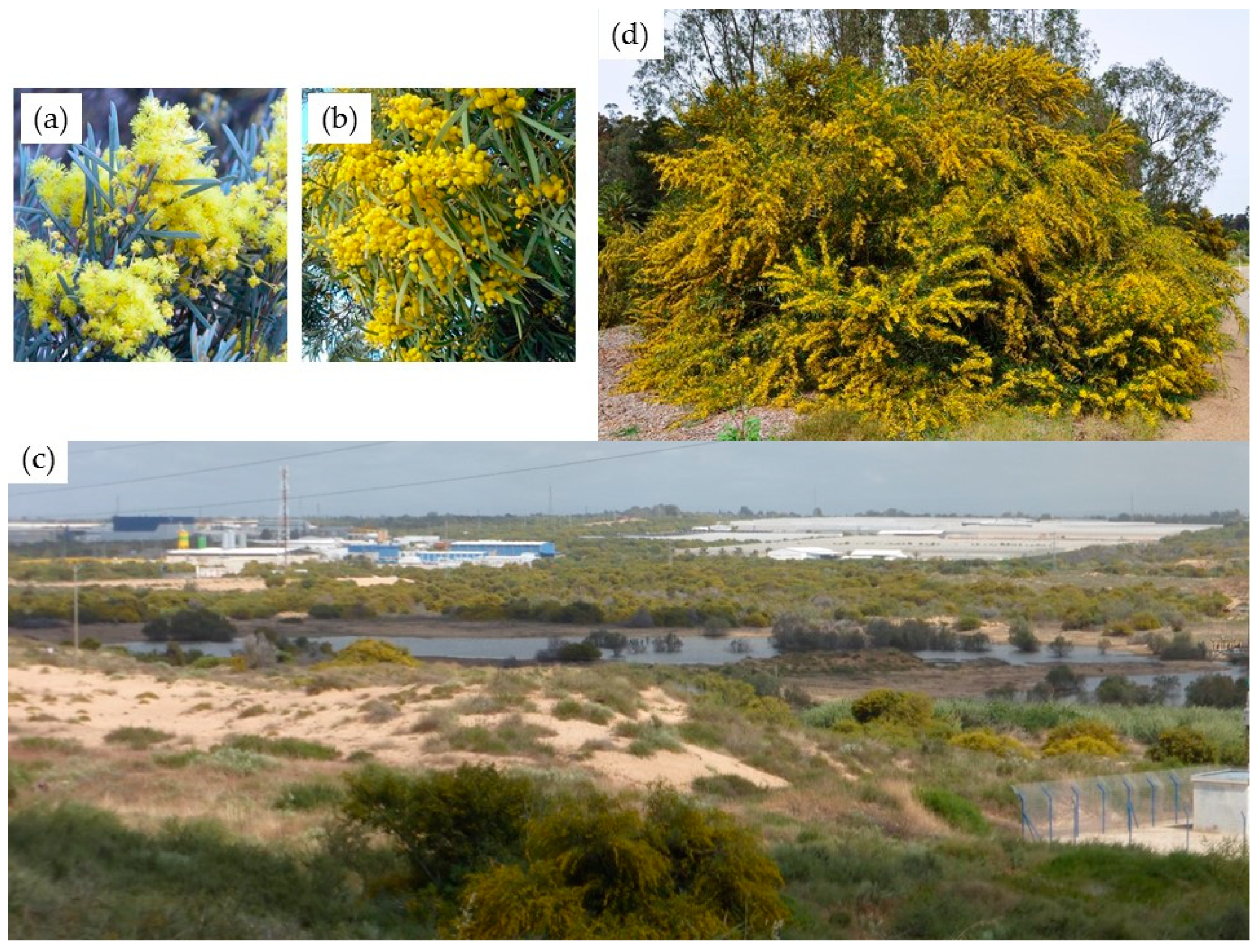 Remotesensing 11 00953 g001