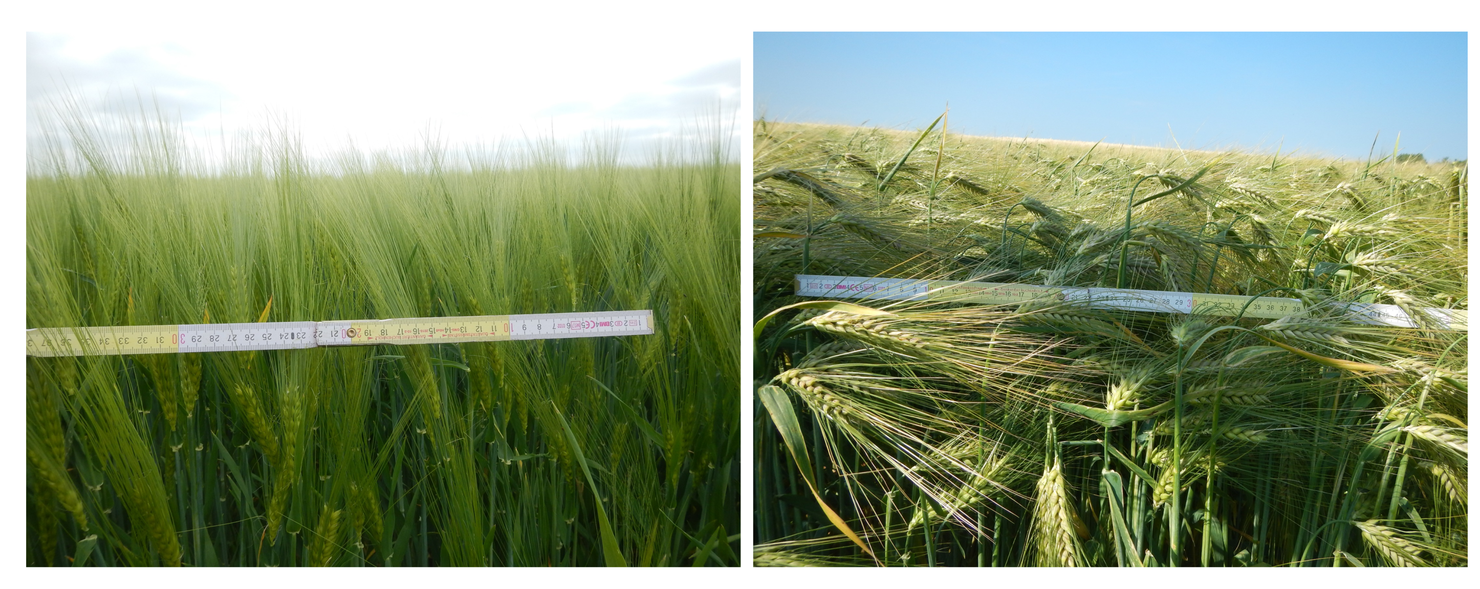 Remotesensing 11 01569 g007