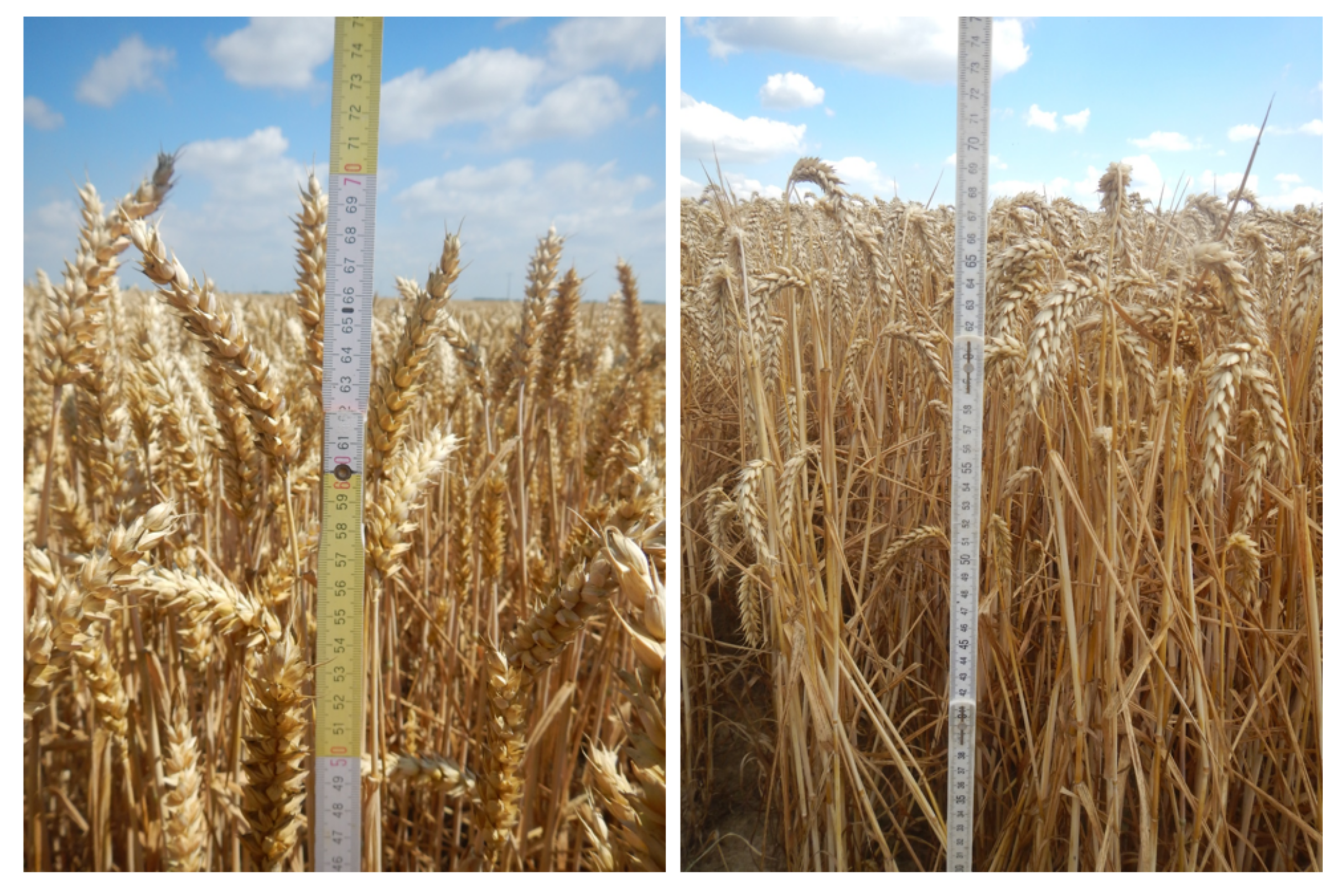 Remotesensing 11 01569 g010