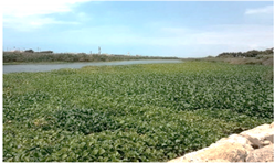 Remotesensing 11 01856 i002