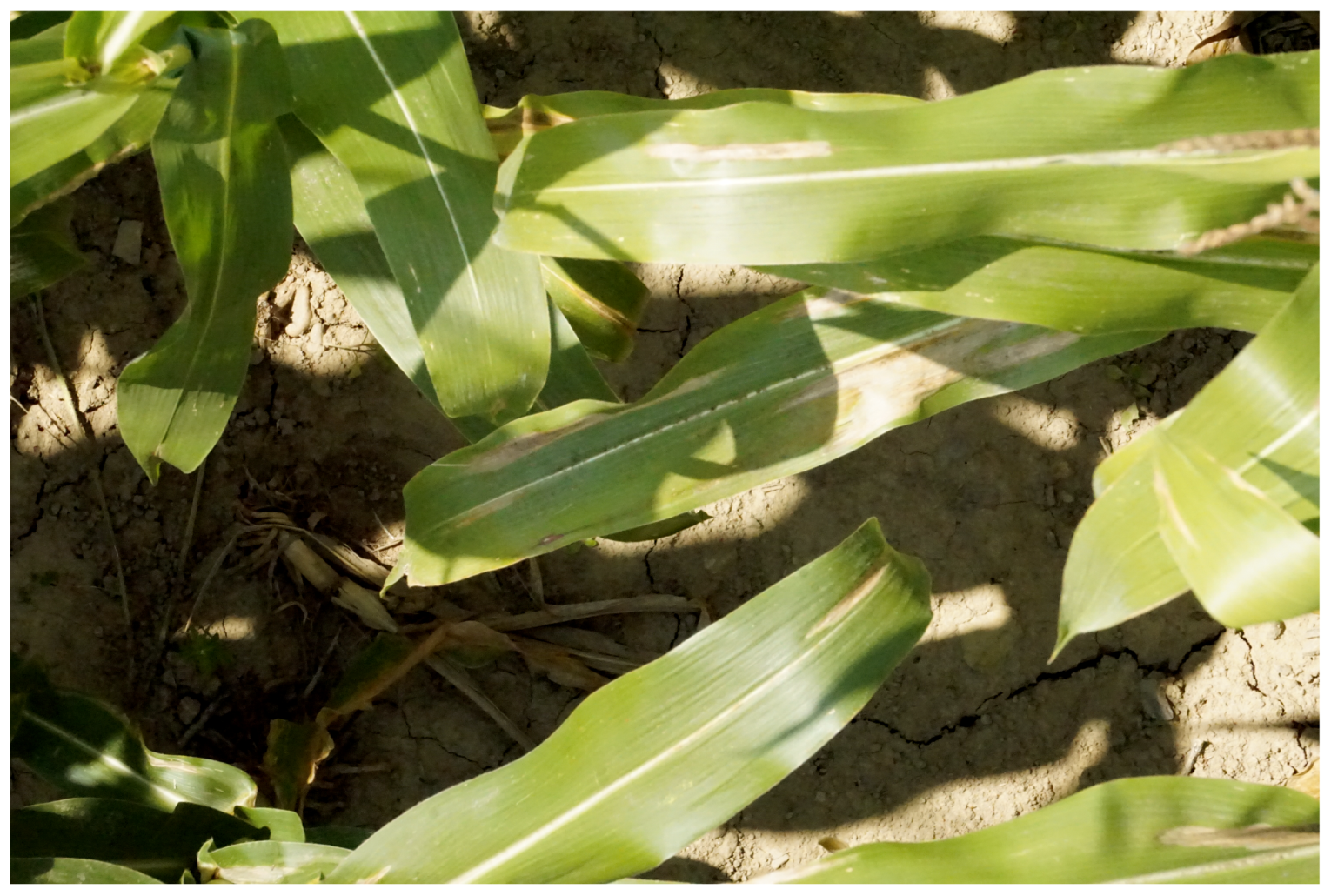 Remotesensing 11 02209 g0a1 Remotesensing 11 02209 g0a1