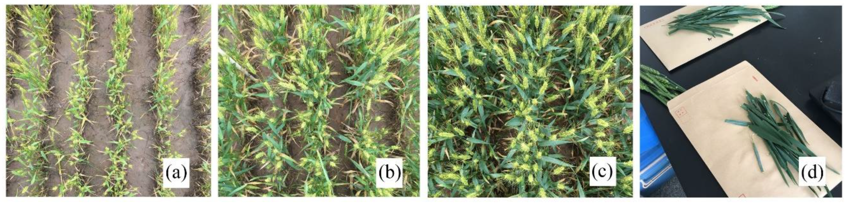 Remotesensing 11 02456 g002