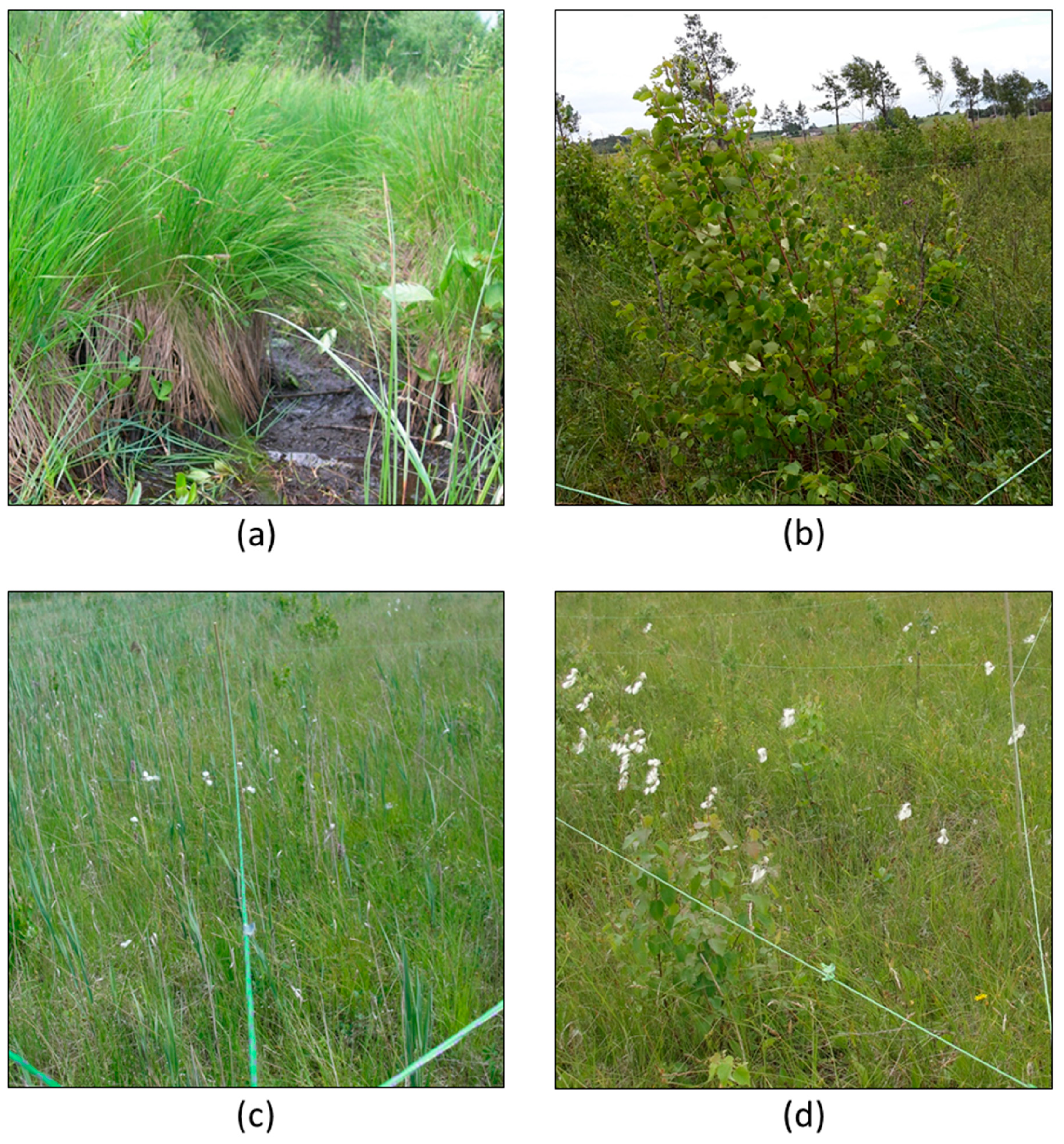 Remotesensing 11 02538 g003