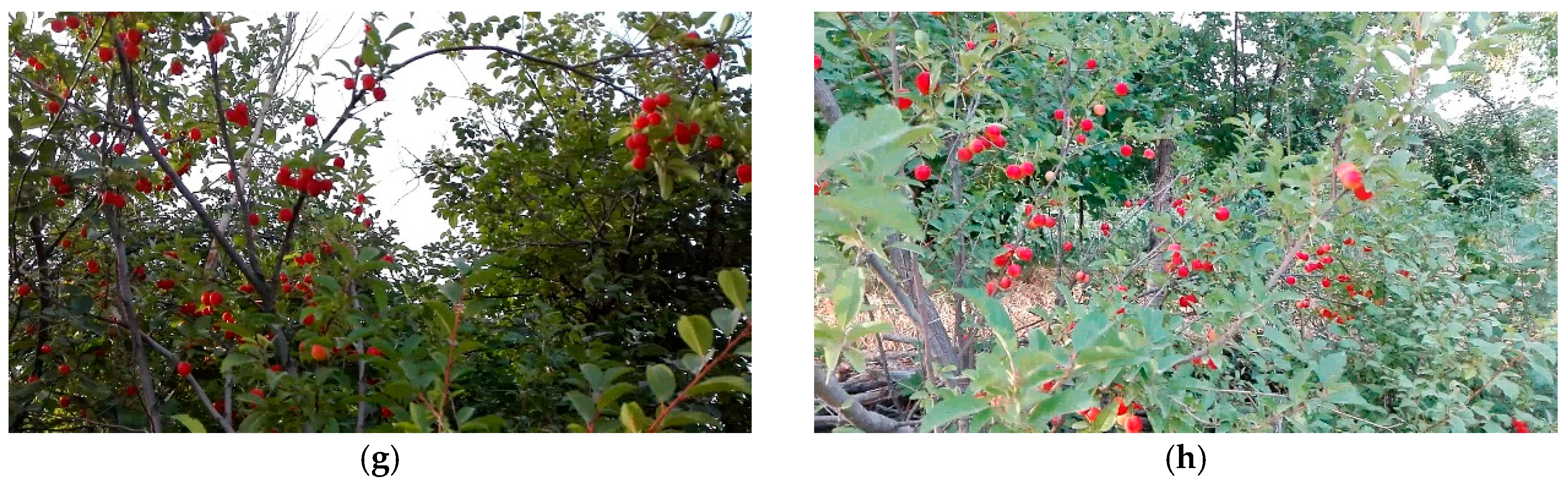 Remotesensing 11 02546 g002b