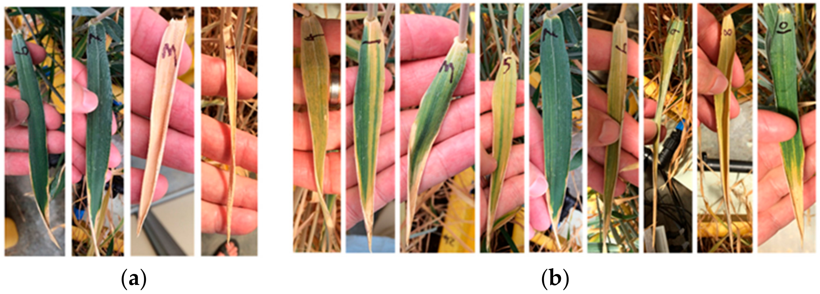 Remotesensing 11 02589 g004