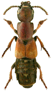 Remotesensing 12 00080 i001 Remotesensing 12 00080 i001