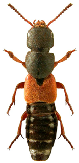 Remotesensing 12 00080 i002 Remotesensing 12 00080 i002