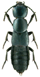 Remotesensing 12 00080 i003 Remotesensing 12 00080 i003