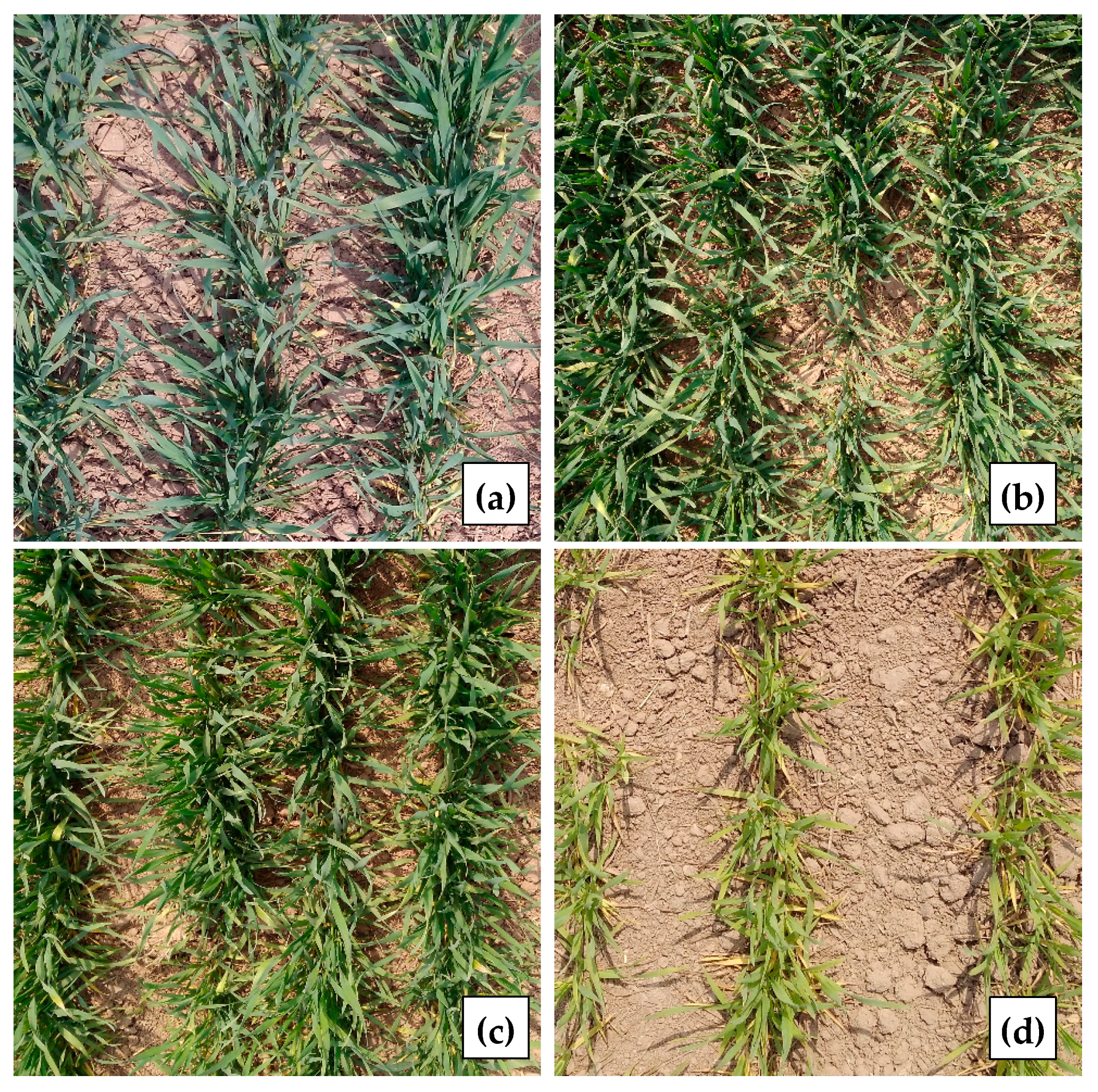 Remotesensing 12 00095 g003