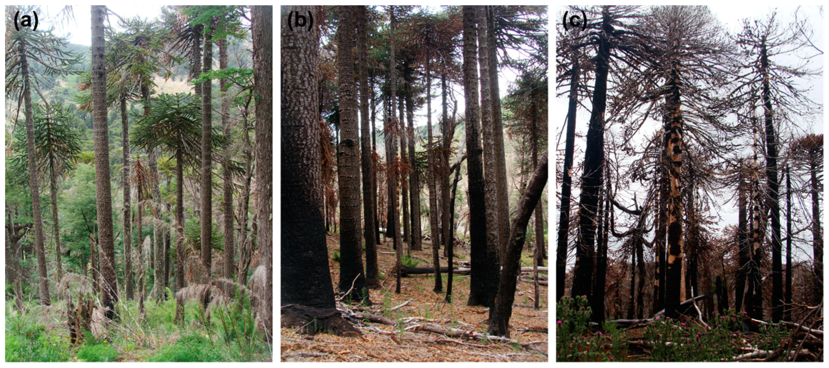 Remotesensing 12 00214 g002