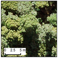 Remotesensing 12 00926 i002