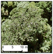 Remotesensing 12 00926 i006