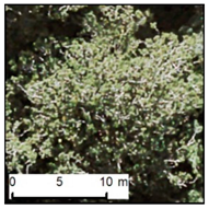 Remotesensing 12 00926 i009